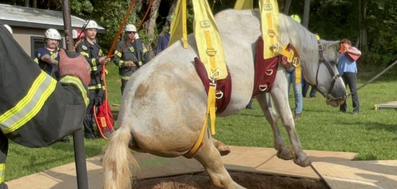 A horse that fell into a hole in Maryland being rescued by firefighters