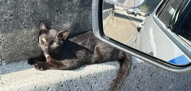 Cat rescued by New Jersey state police. 