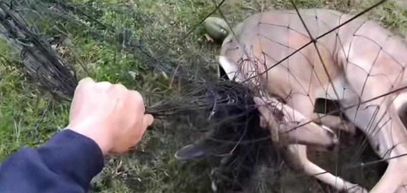 Strong Island Animal Rescue employees free a deer that was trapped in a soccer net 