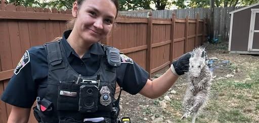 Police officer in Kansas with an opossum that was inside a fireplace. Police officer in Kansas with an opossum that was inside a fireplace.