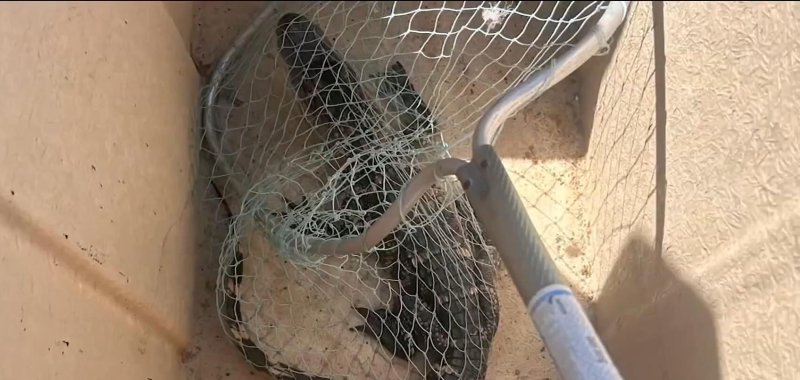 An alligator caught by a resident in Washington D C