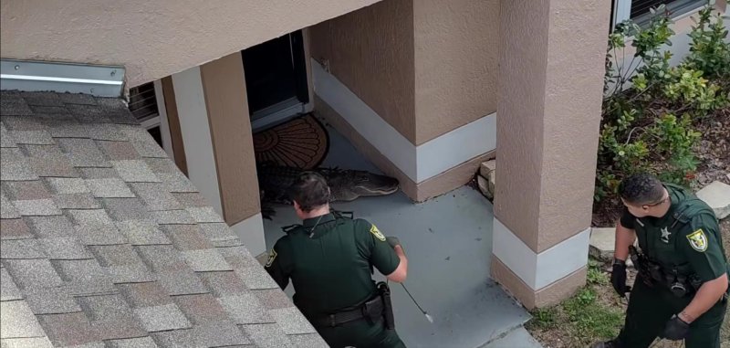LCSO deputies catch a loose alligator in Florida