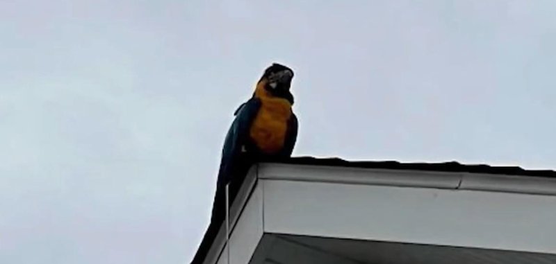 Lost macaw comes back to his owner in Illinois 