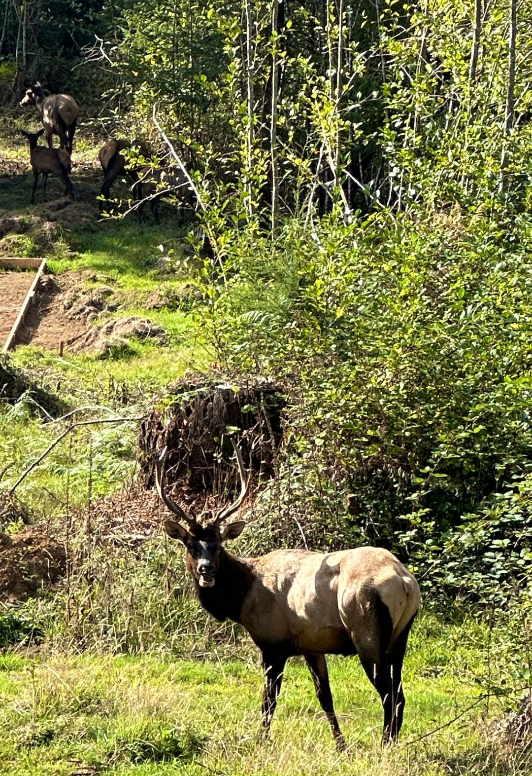 Elk on the property
