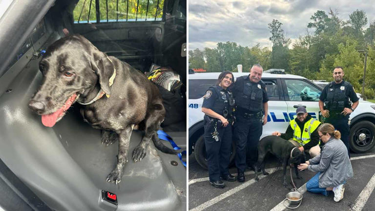 A dog that was seen on railroad tracks in New York rescued by police A dog that was seen on railroad tracks in New York rescued by police