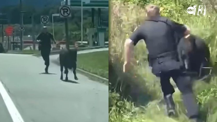 A Botetourt County Sheriff&#039;s Deputy chases a cow in Virginia