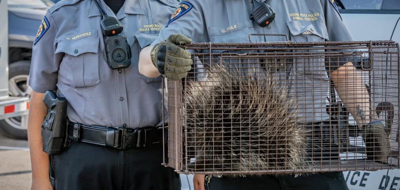 Police in Round Rock take a porcupine who went window shopping last week away..