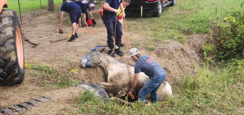 Firefighters in Kentucky rescue a horse that fell into a drainage culvert