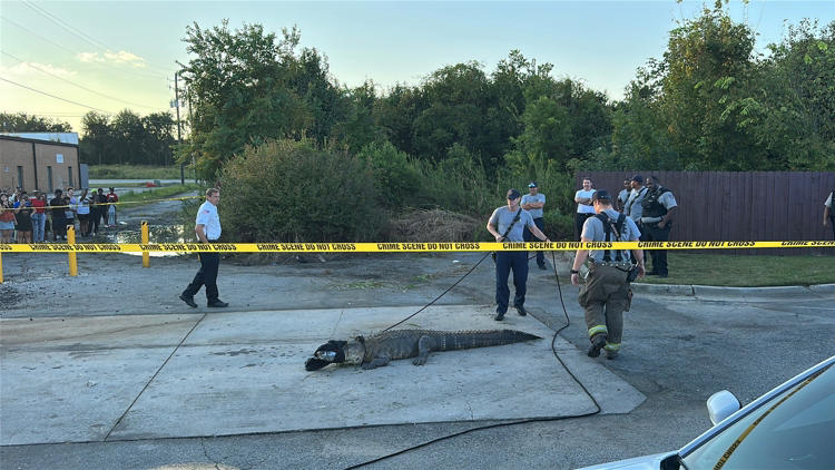 An alligator caught by authorities in Bibb County Georgia 