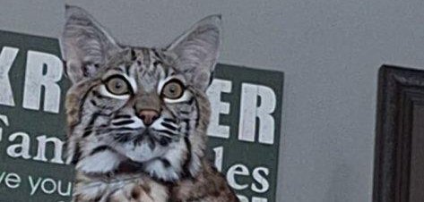 Loose bobcat in Minnesota