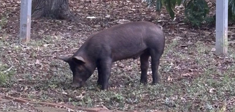 A loose hog on the streets of Charlottesville Virginia 