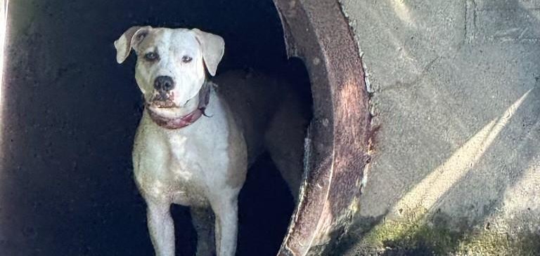 A dog that was in a drainpipe in Chicago was rescued by police. 