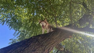 Female husky needed to be rescued by animal control officers in Indiana