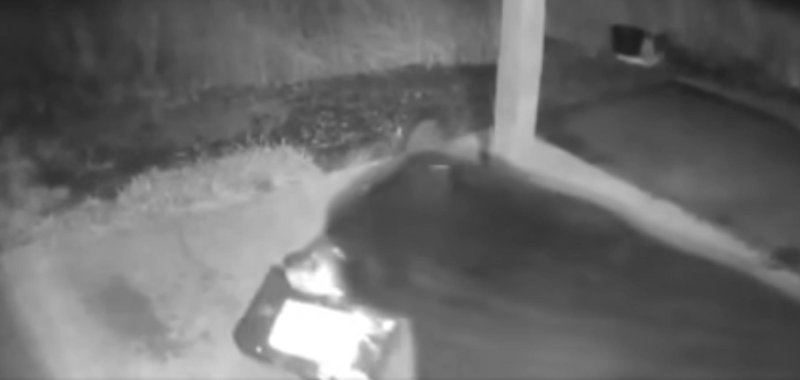 Bear in Ocean Springs Washington steals a package from a front porch