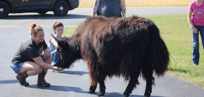 Five yaks on the loose in Logan County Ohio
