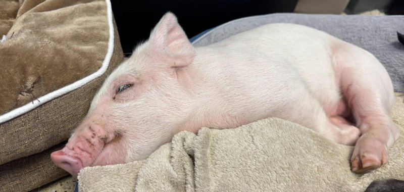 Piglet that fell out of a truck on a highway in Iowa rescued by animal control officers 