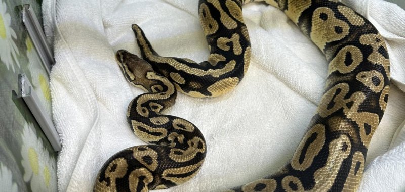 Python sighting at a drive through in Monrovia CA