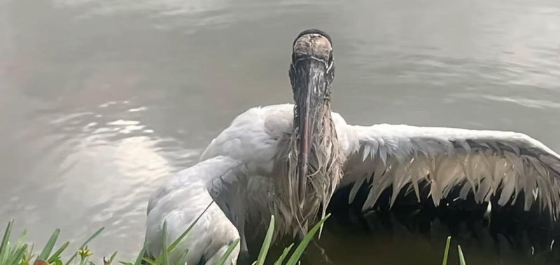 Stork rescued by animal control officers in Florida