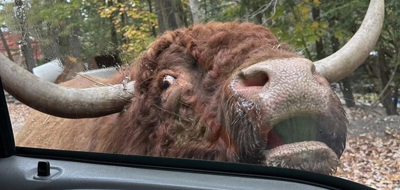 Carl the bull captured by firefighters and police officer at Waltham Massachusetts 