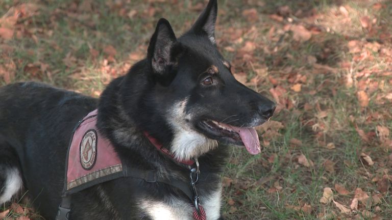New England K9 dog Freya assists volunteers to find a missing girl