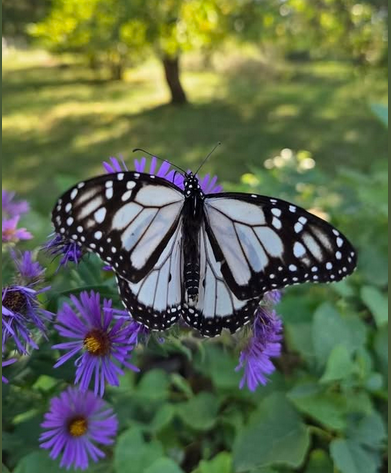 White monarch in Kansas
