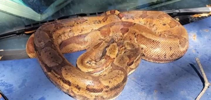 Boa constrictor sighting in an auto in Clearwater Florida Boa constrictor sighting in an auto in Clearwater Florida