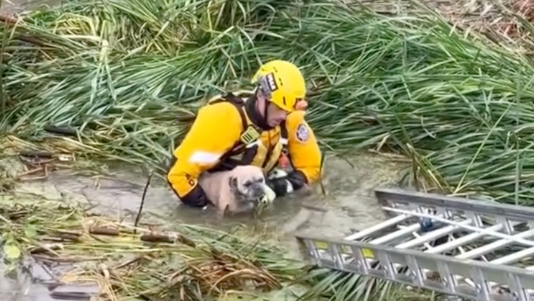 Ventura County and Oxnard Fire Department rescue a puppy in a floodwater 