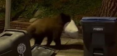 Bear in Glendale California steals a garbage bag from a trash bin