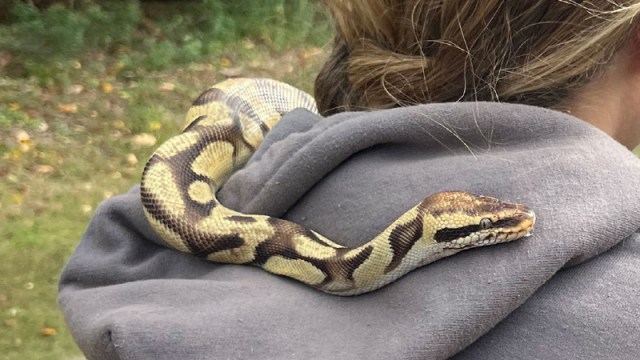 Python rescued by DEM officials in Rhode Island Python rescued by DEM officials in Rhode Island