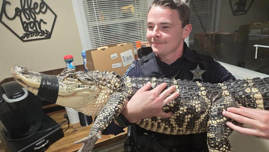 Harford County deputy with an alligator that was abandoned outside of a reptile shop  Harford County deputy with an alligator that was abandoned outside of a reptile shop