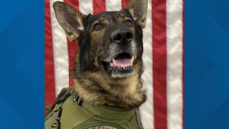 York Maine K9 police dog Gunther.