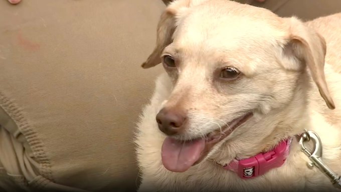 Missing dog found that traveled from Mississippi was found safe in Florida
