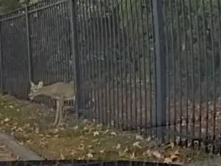 Deer rescued by a police officer in Williamsburg Virginia