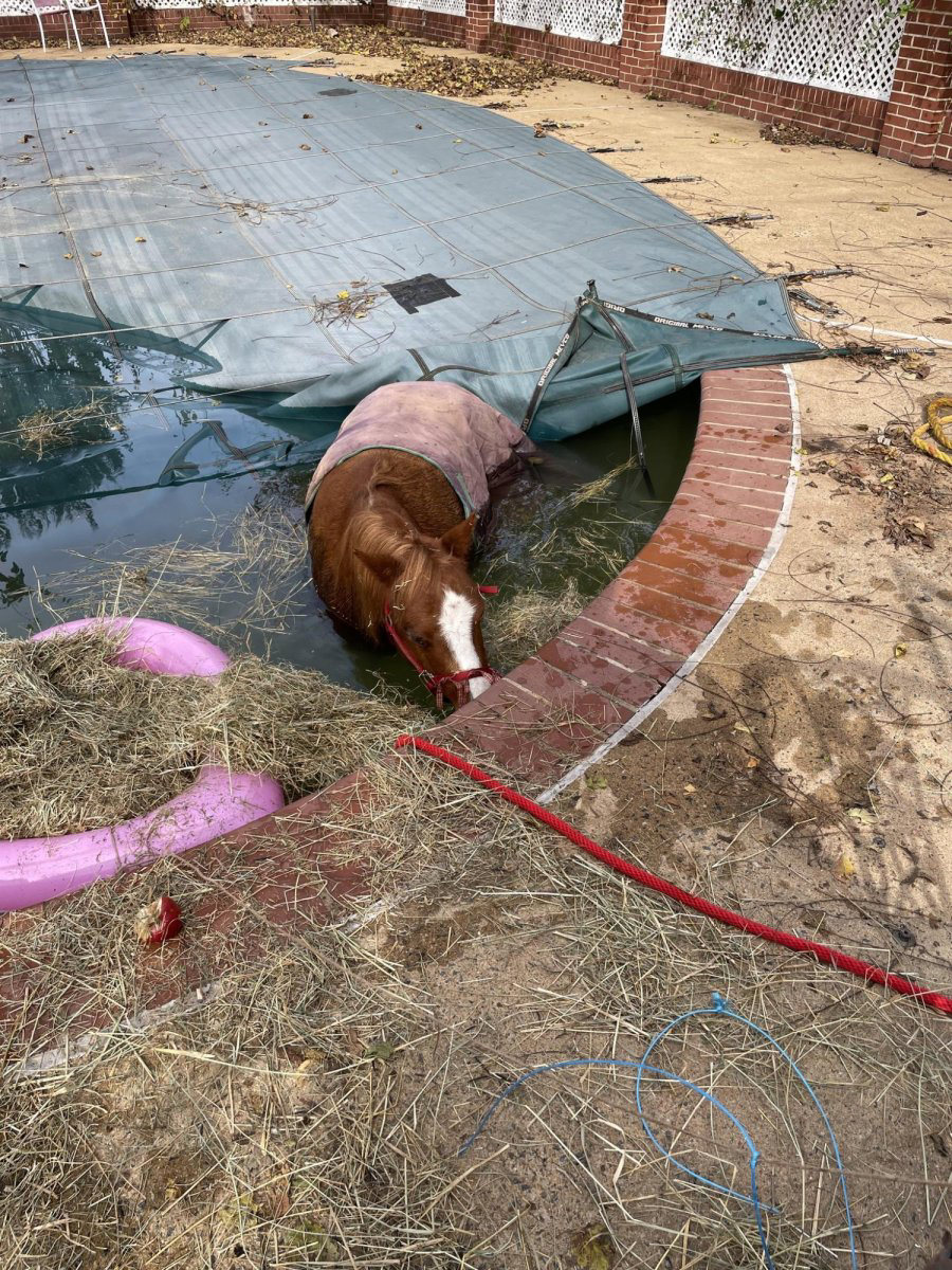 Horse that fell into a swimming pool rescued in Virginia