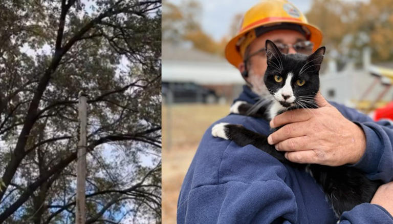 MLGW employee with a cat that was rescued over the weekend. MLGW employee with a cat that was rescued over the weekend.