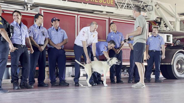 Clearwater Florida firefighters with a dog that they rescued earlier in the month 