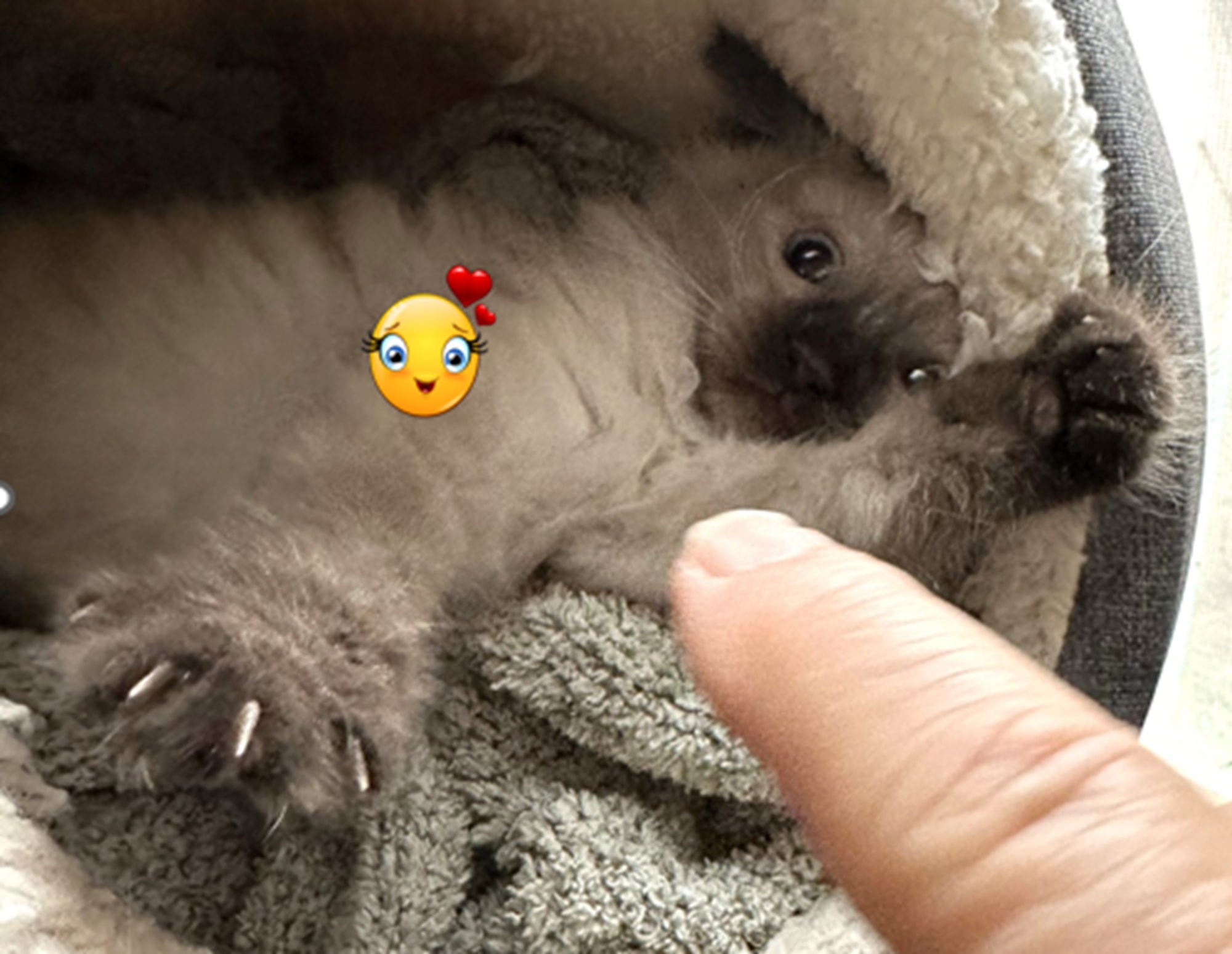 Tiny Tuffy was about 5 weeks old here, I had no idea back then just how big he&#039;d get.