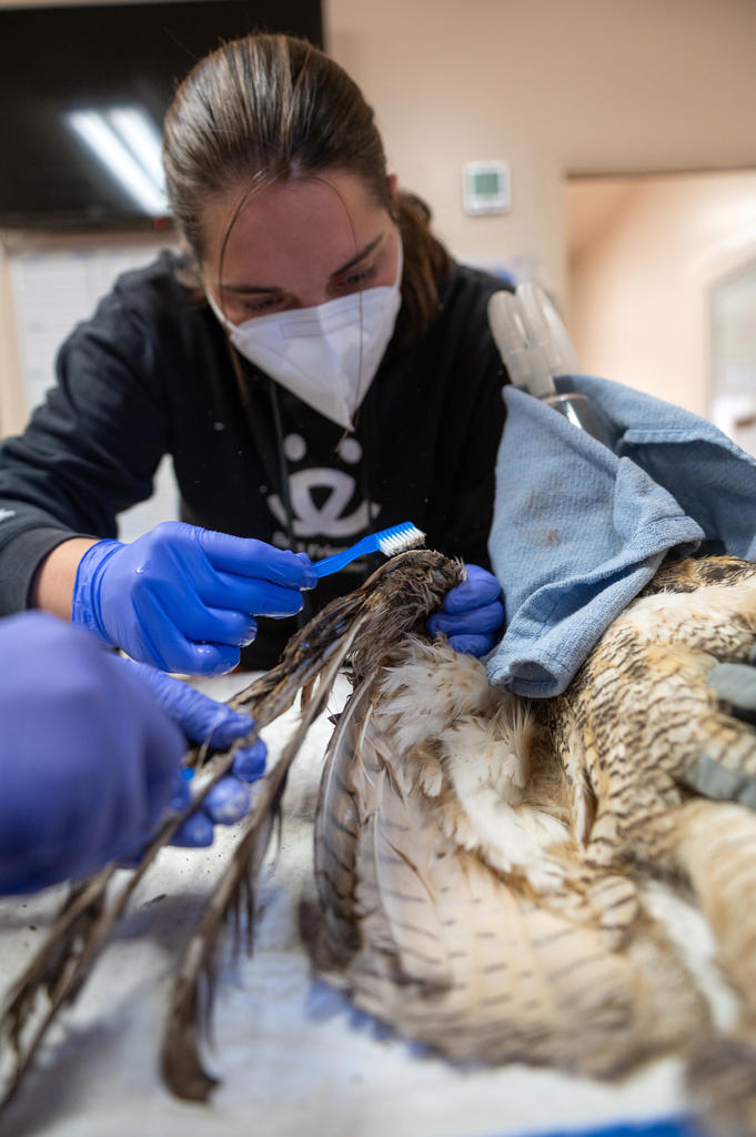 Veterinarian in Salt Lake City Utah operating on an injured owl. Veterinarian in Salt Lake City Utah operating on an injured owl.