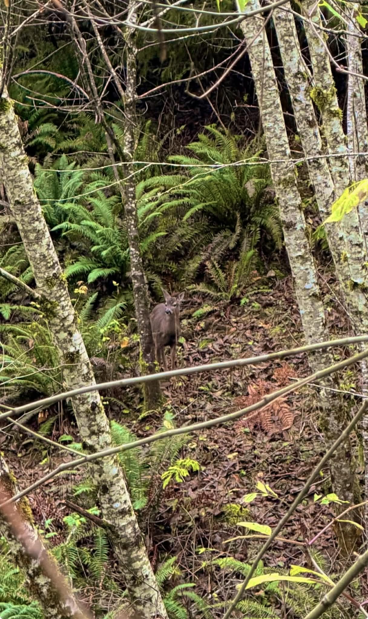 Deer on the property Deer on the property