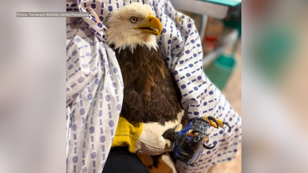 Injured eagle rescued by animal control officers Injured eagle rescued by animal control officers