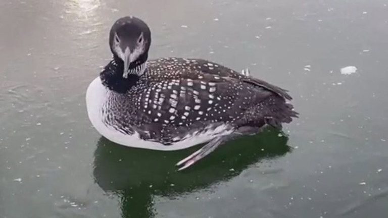 Loon rescued by a stranger in Watertown Maine after being trapped in a frozen pond Loon rescued by a stranger in Watertown Maine after being trapped in a frozen pond