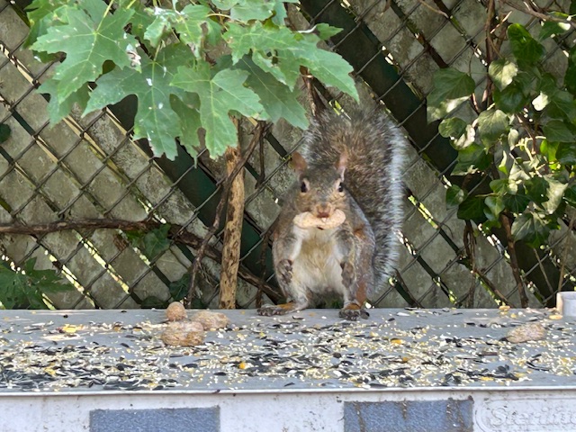 One of my squirrels getting a peanut. Photo taken by and the property of FourWalls. One of my squirrels getting a peanut. Photo taken by and the property of FourWalls.