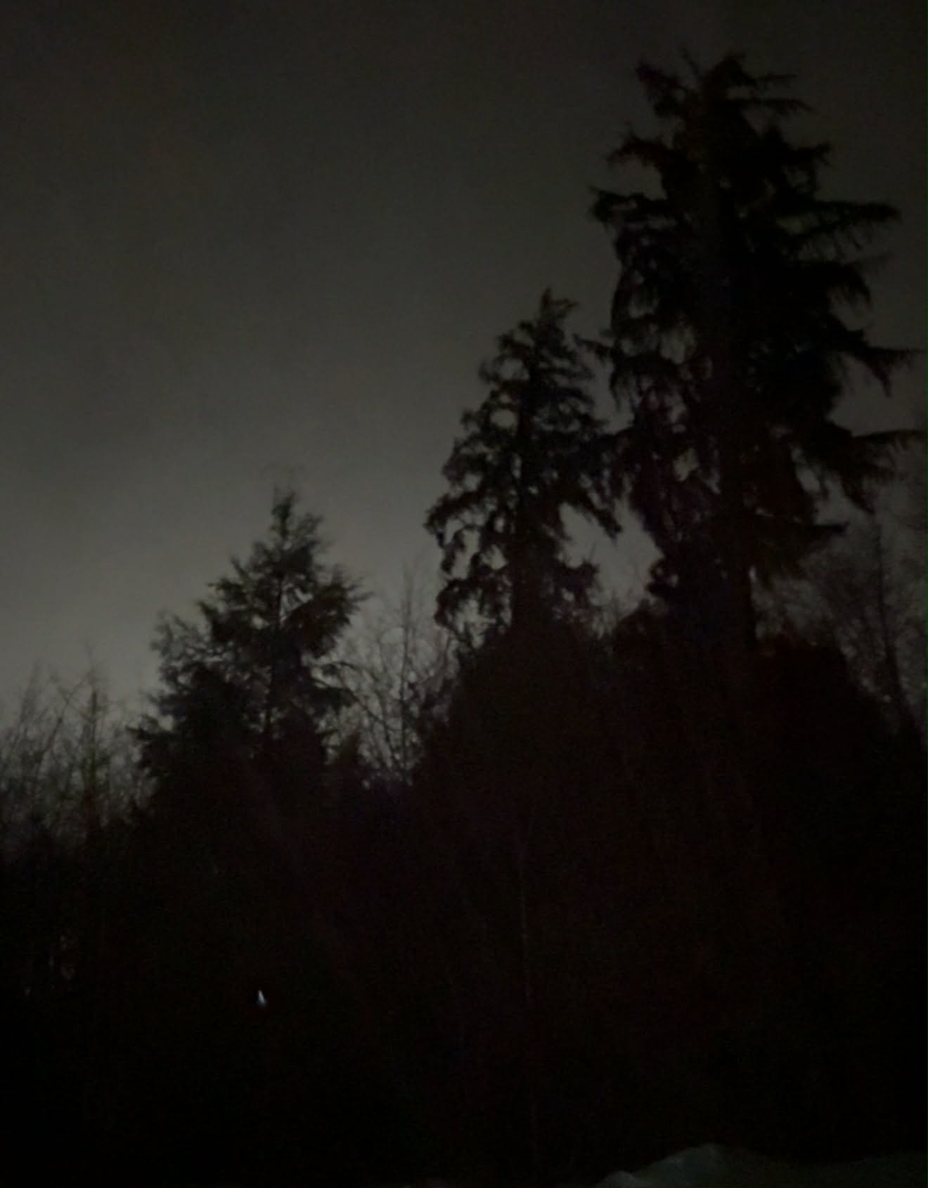 Trees near my trailer. 