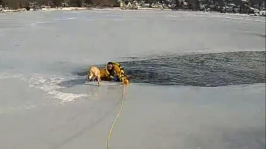 A dog is rescued by a police officer in New Jersey who was in a frozen lake 