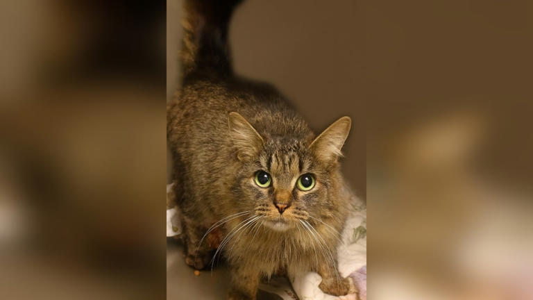 Missing cat reunites with his or her owner earlier this month in North Carolina