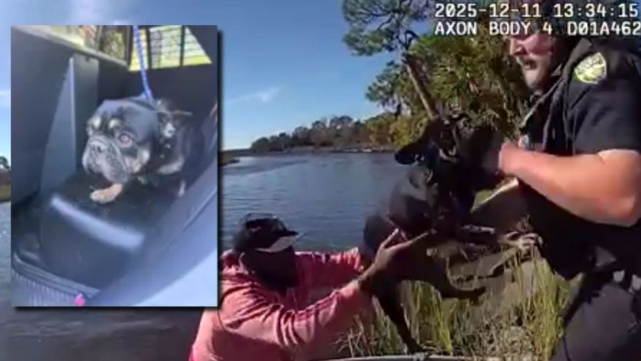 Puppy rescued by police and fishermen in Jacksonville Florida 2 weeks ago