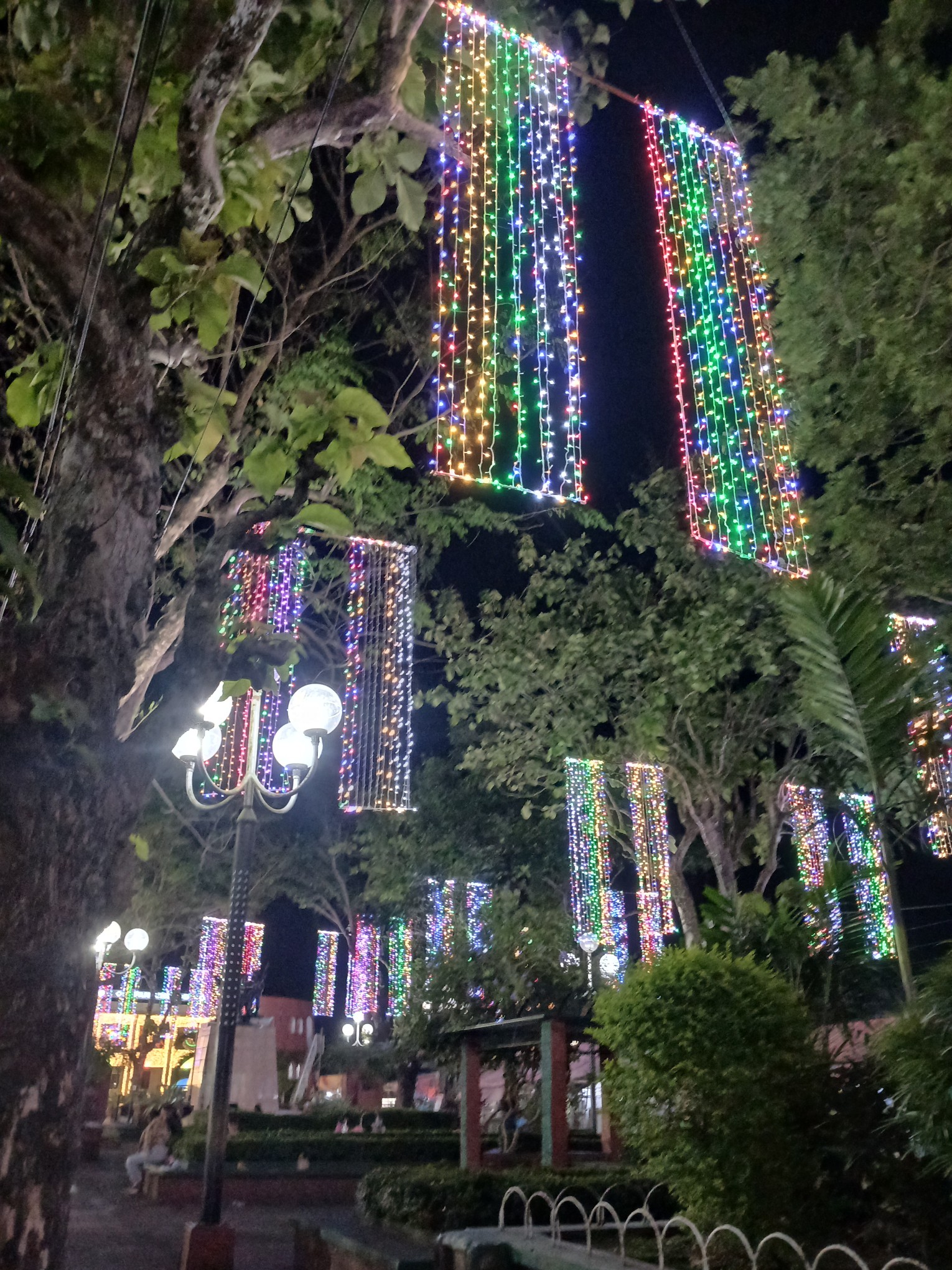 Trees with Christmas lights