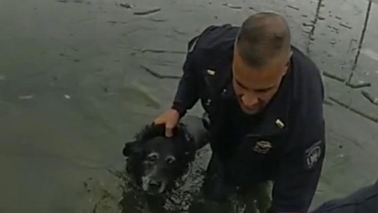 Portsmouth police officer rescues a dog who was in an icy pond Portsmouth police officer rescues a dog who was in an icy pond