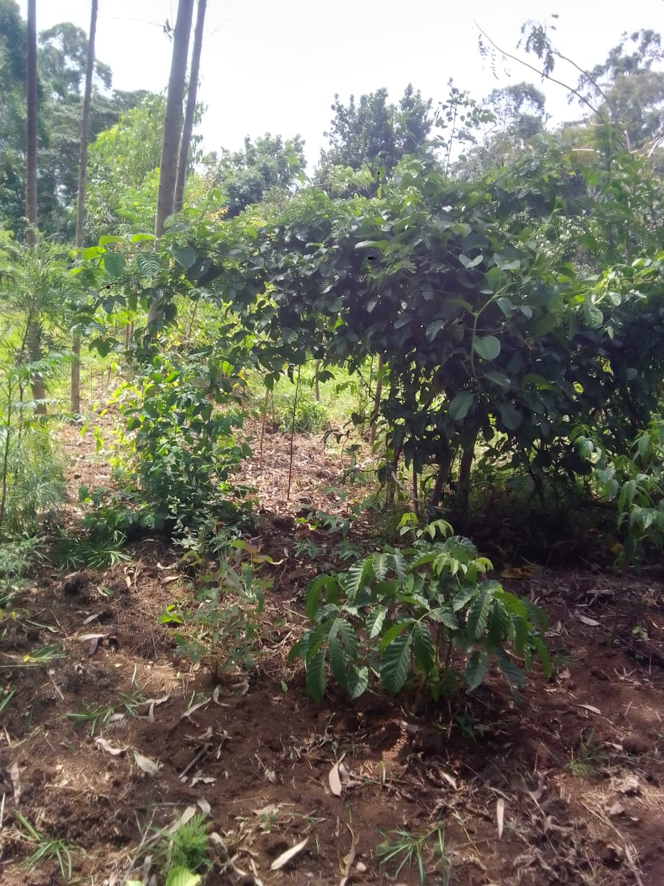 One of the wild passion fruits in my farm, already flowering. 