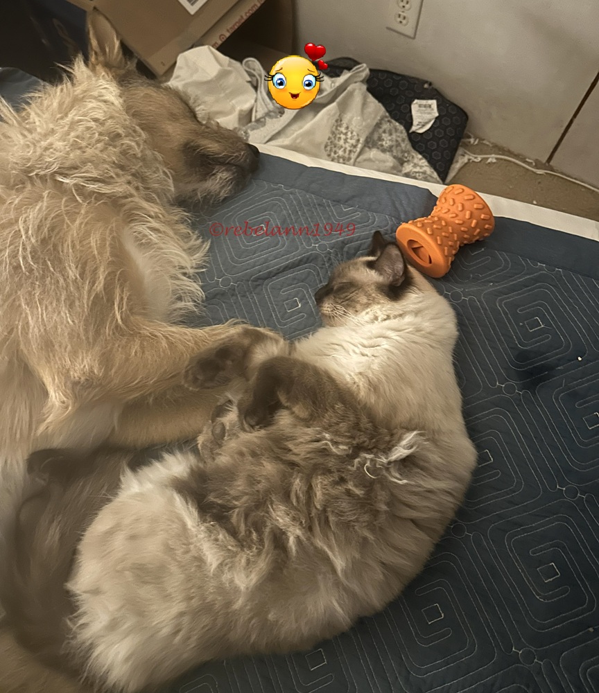 This was taken in 2023, Tuffy still had his kitten coat which is now a much darker color